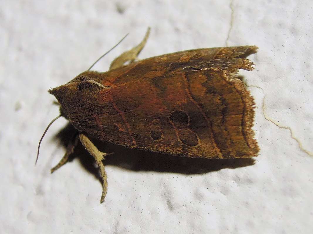 Ipimorpha retusa (Noctuidae)